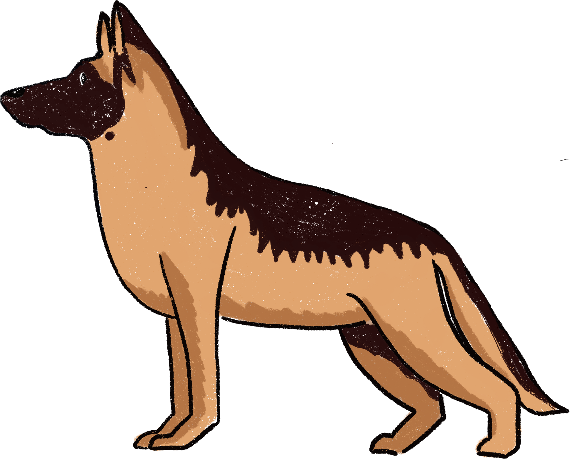 ACHECKS mascot — a German Shepherd standing guard